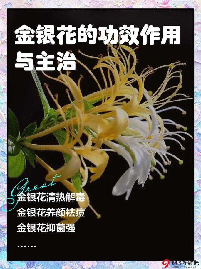 通水管 TXL 金银花：清热解毒之良方